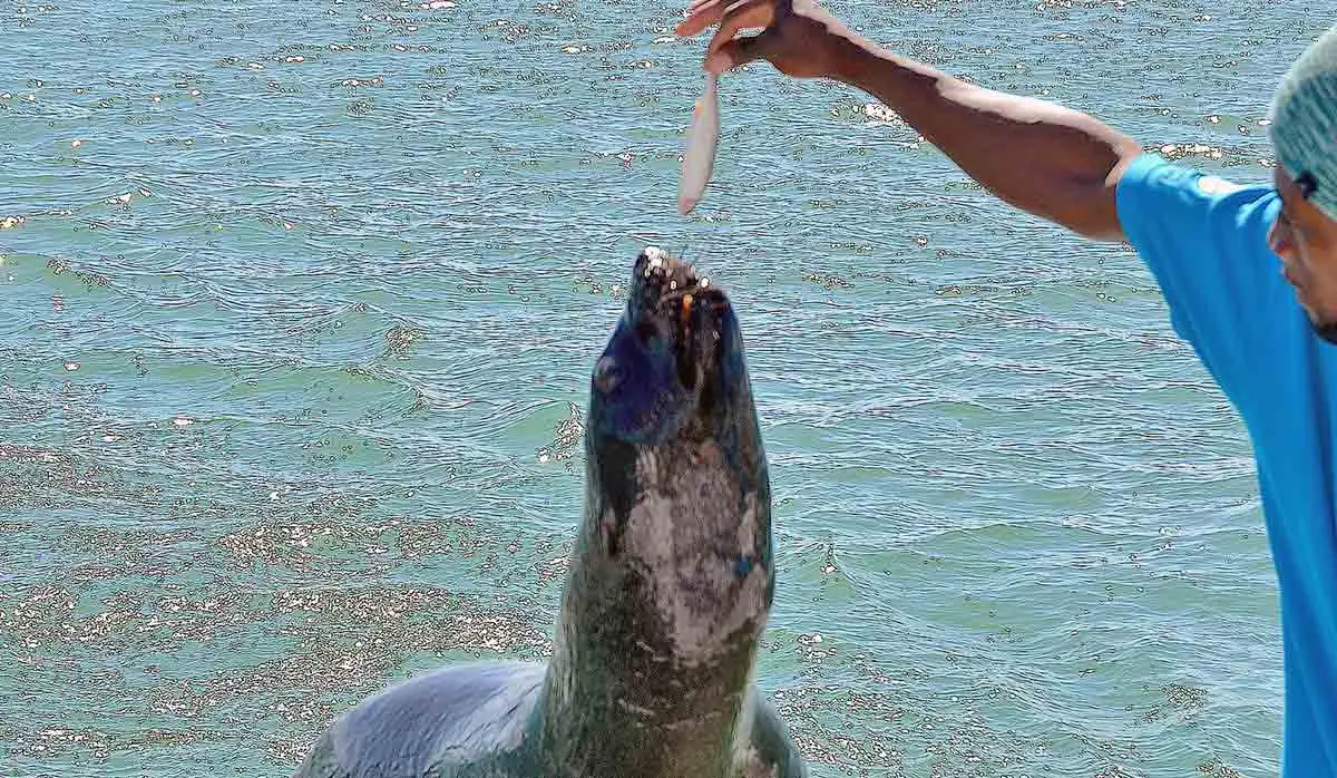 seal performing tricks