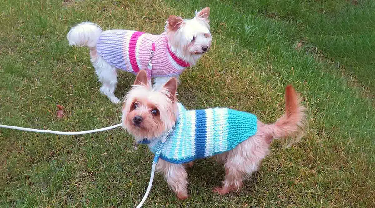 dogs wearing sweaters