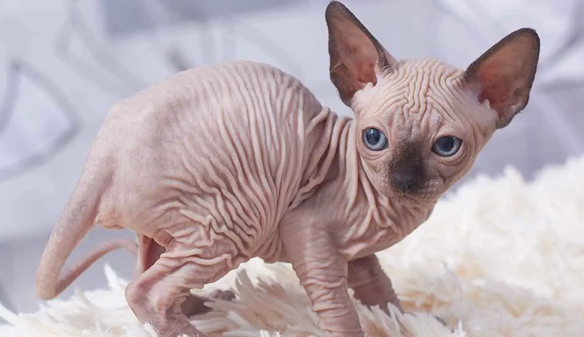 Cat Sphynx hairless Kitten