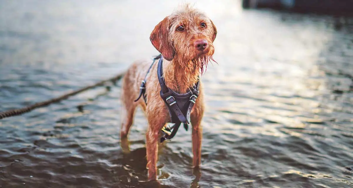 Thin Brown Dog in Harness Standing in Water