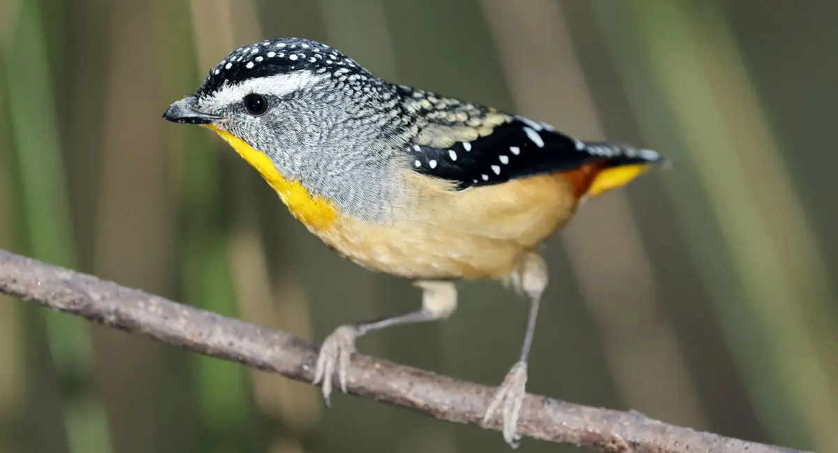 spotted pardalote on a branch