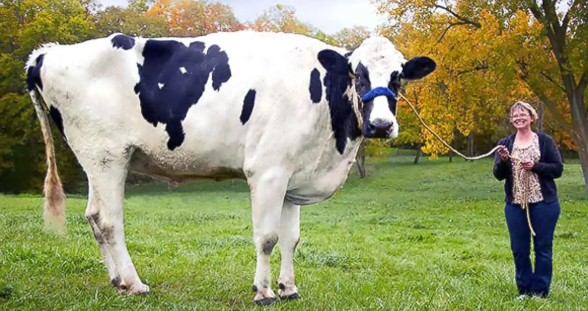 Blossom the worlds tallest cow