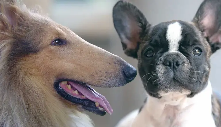dolichocephalic dogs vs brachycephalic dogs who lives longer