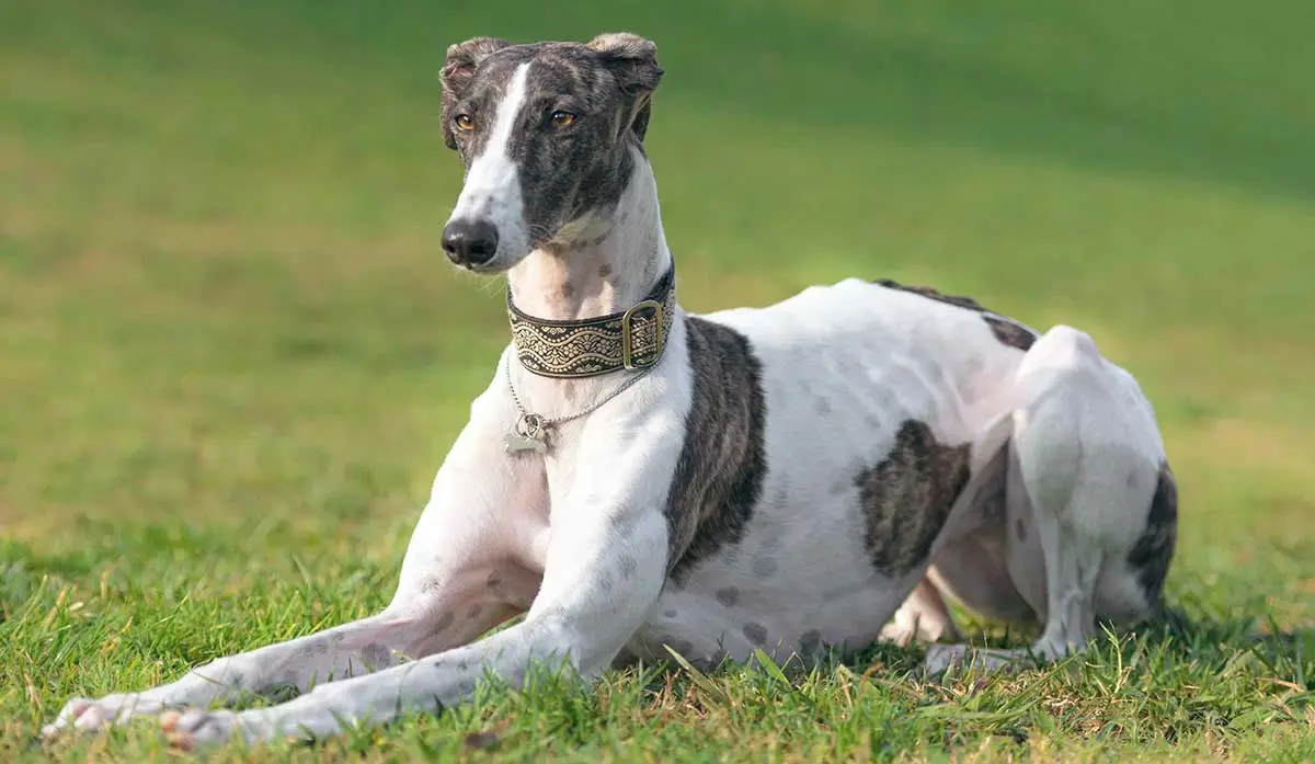 greyhound in grass