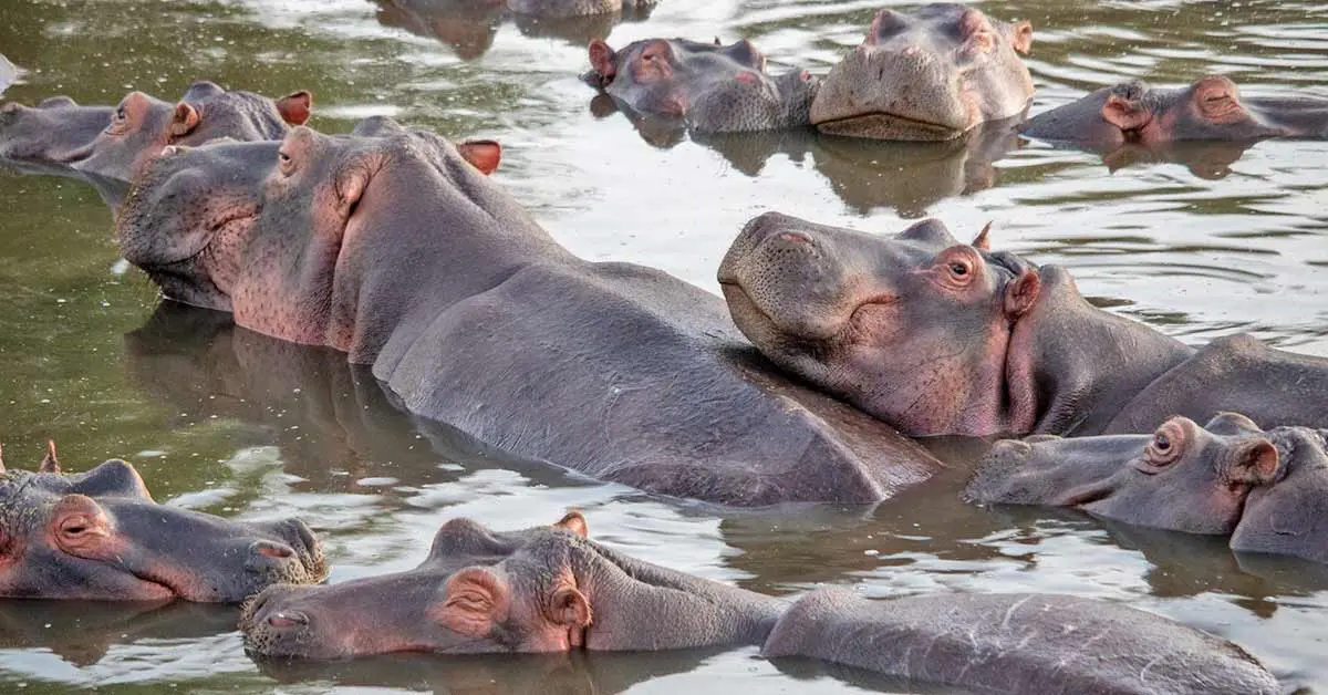 hippo group water