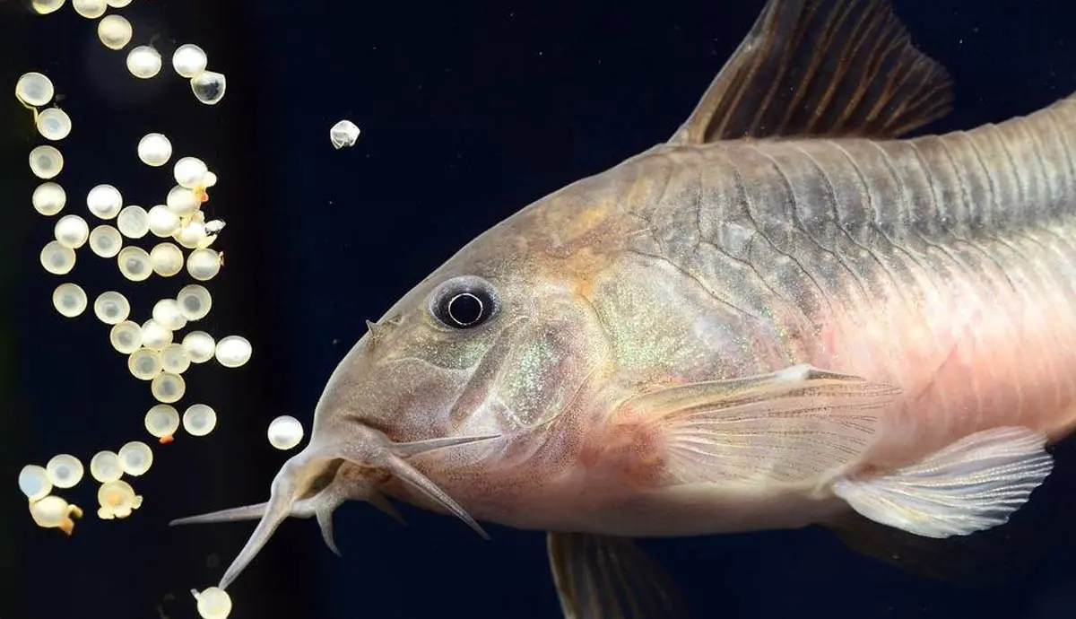 how do fish reproduce