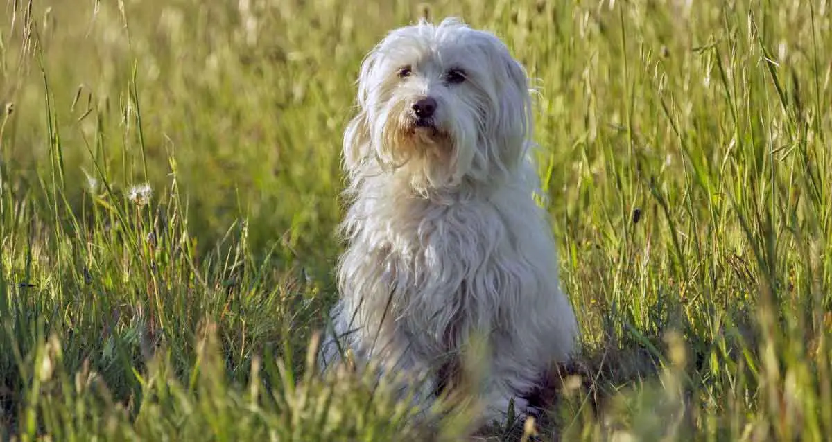 Coton de Tulear Dog Sitting in Long Grass