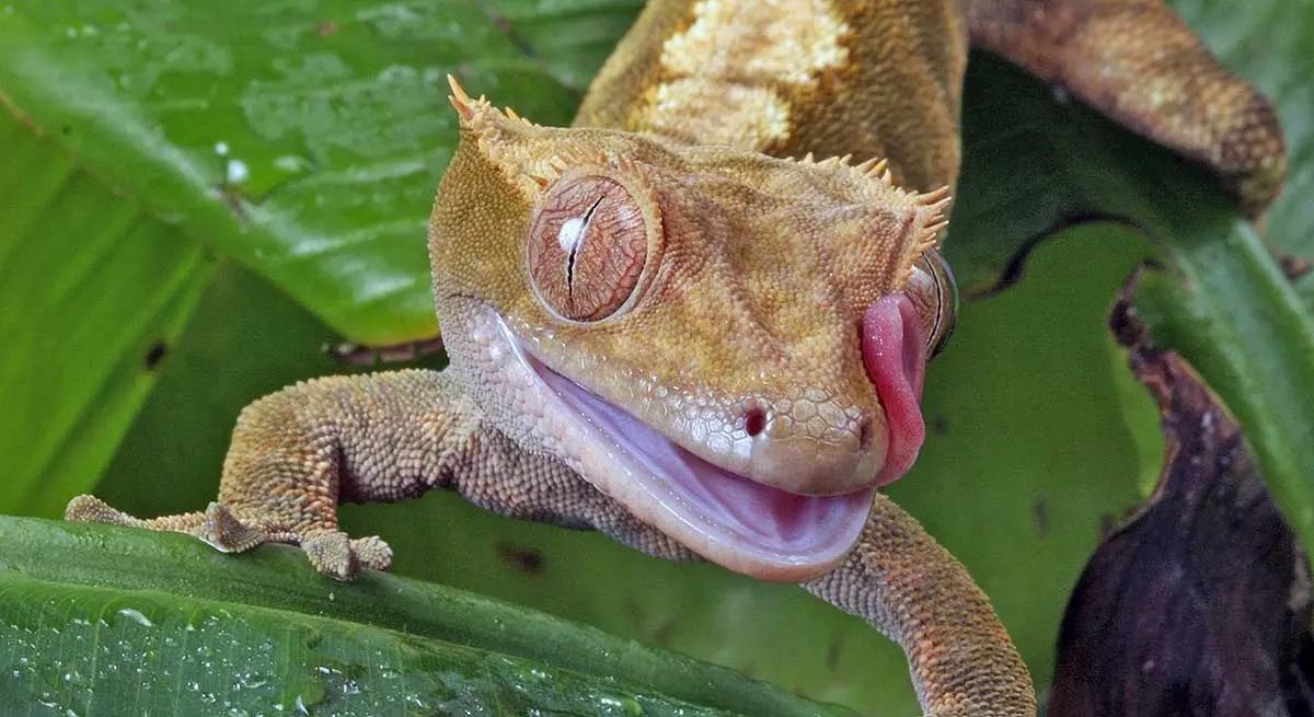 crested gecko licking its eye