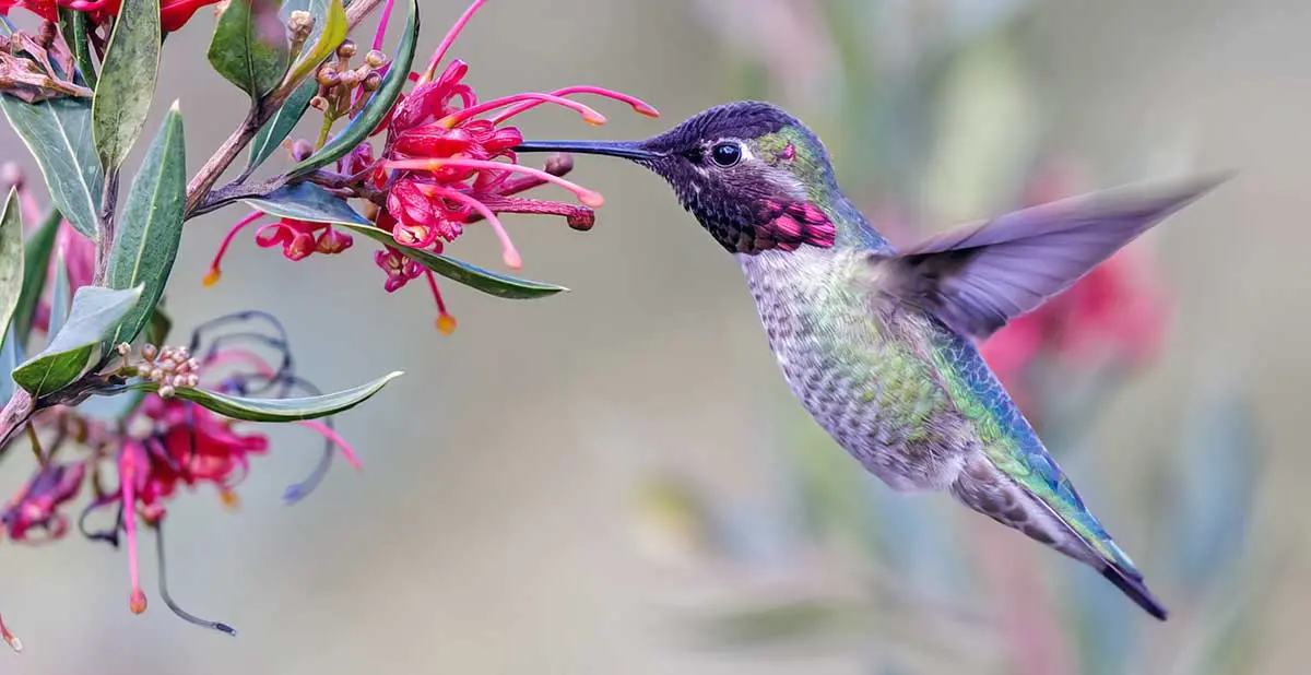 hummingbird feeding on flowers nectar