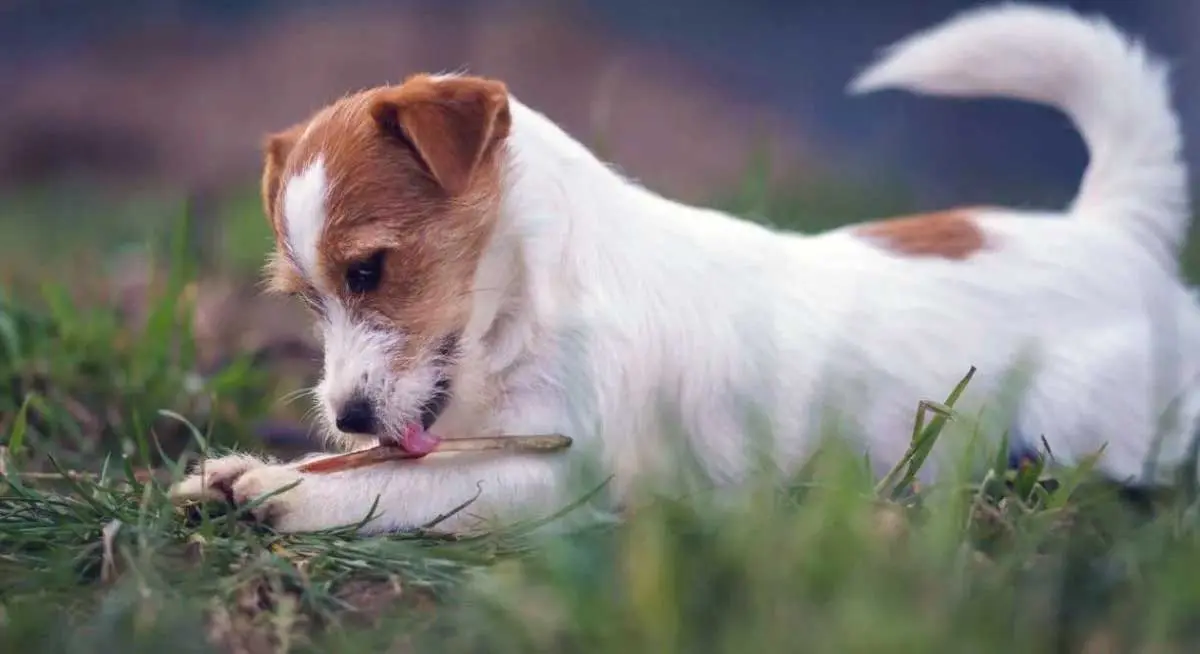 Jack Russell Dog Lying in Grass