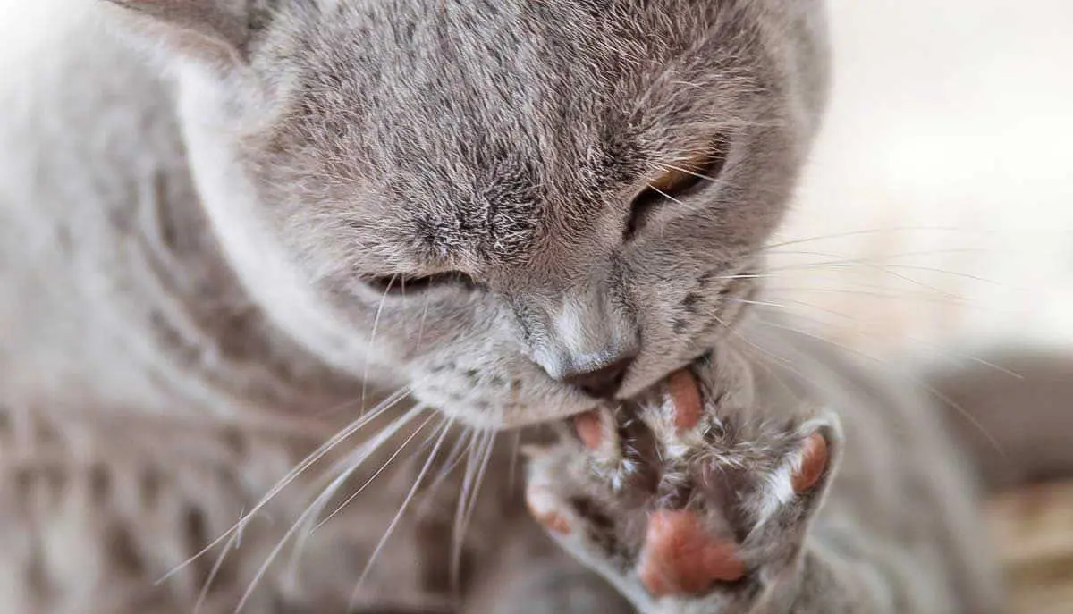 gray cat biting nails