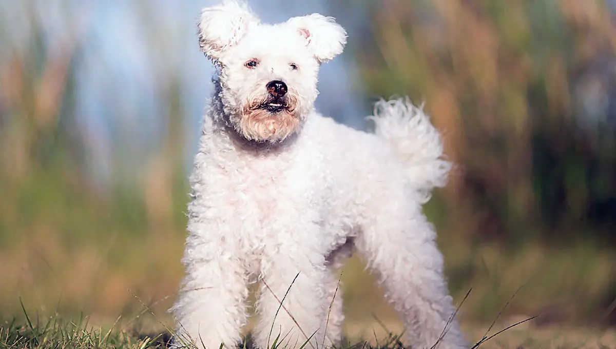 white pumi dog standing in grass