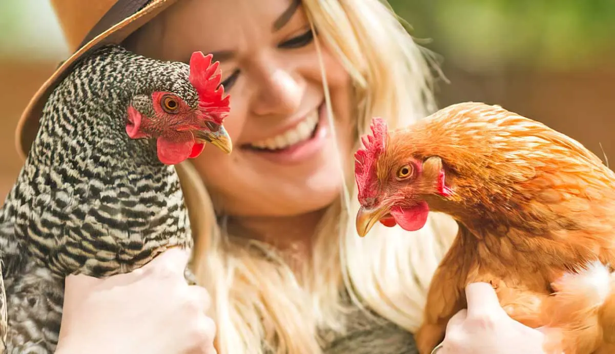 can you keep chickens as indoor pets