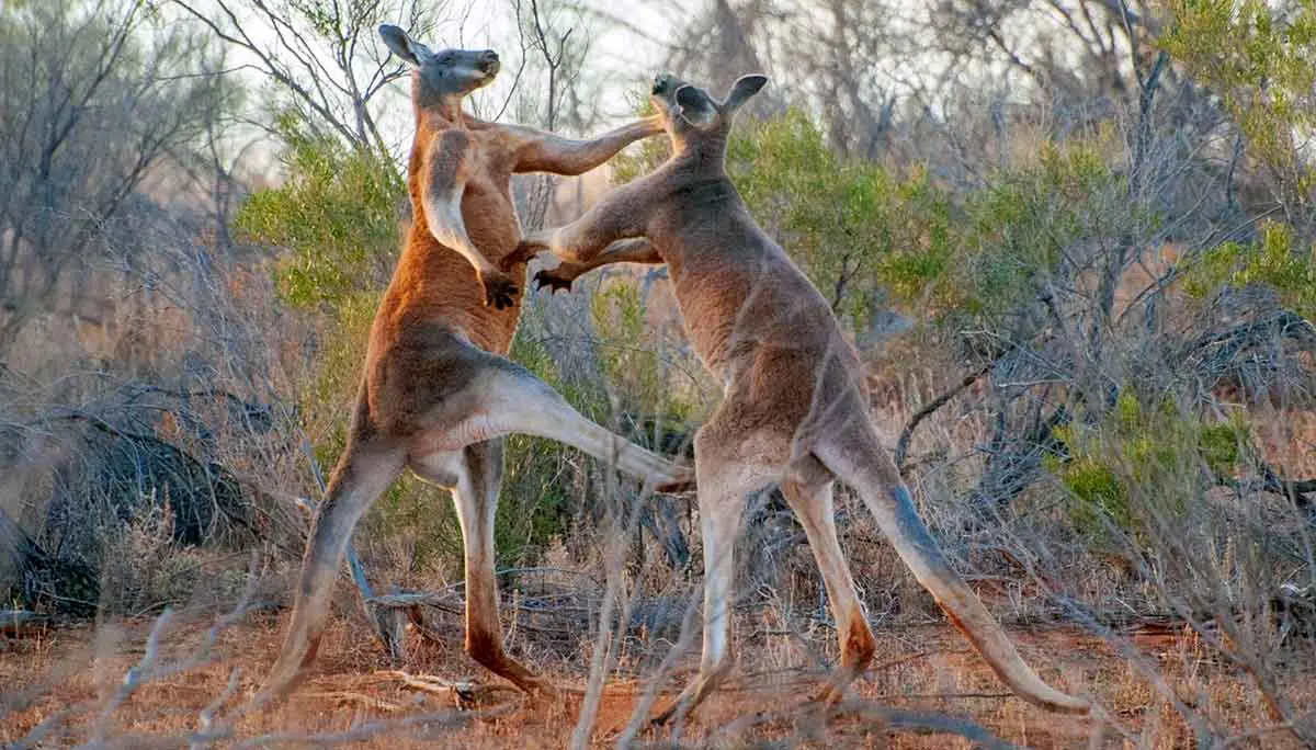 red kangaroos sparring