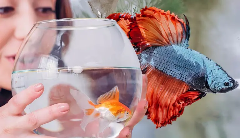 can pet fish impact human mental health