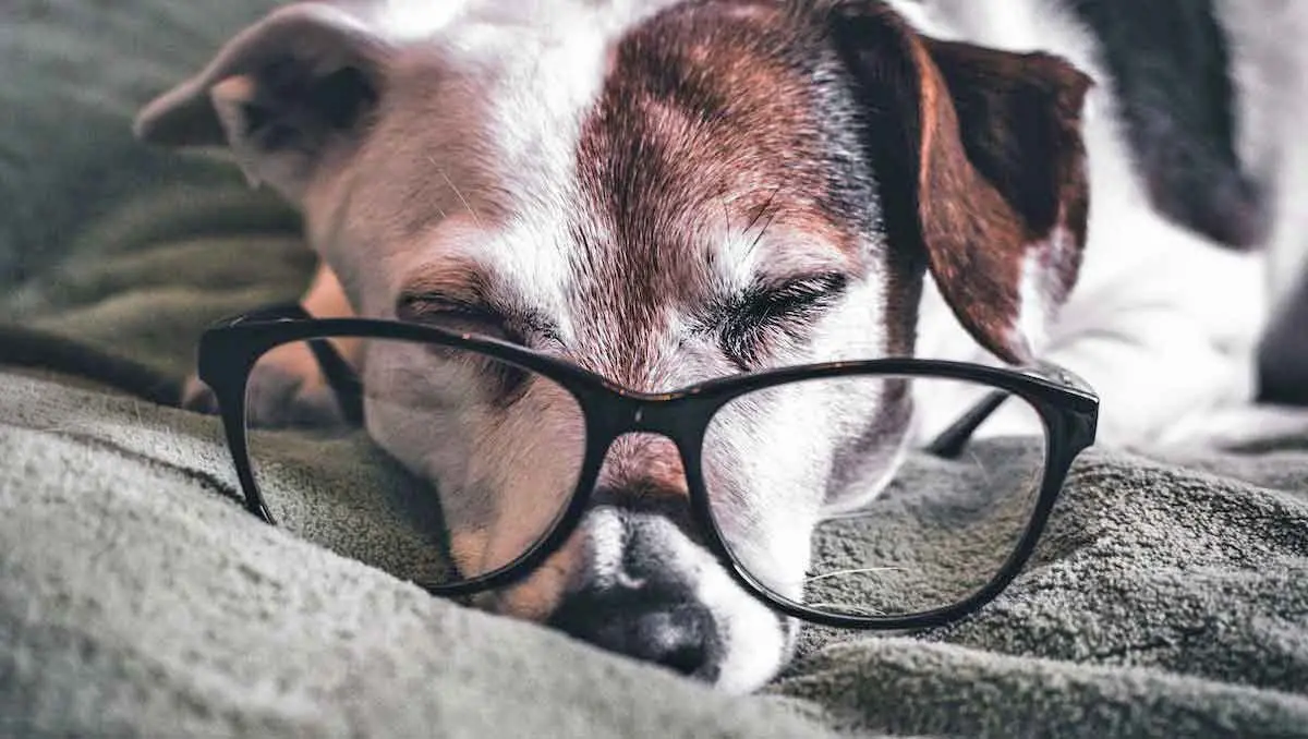 Old Jack Russell Sleeping on Bed with Glasses