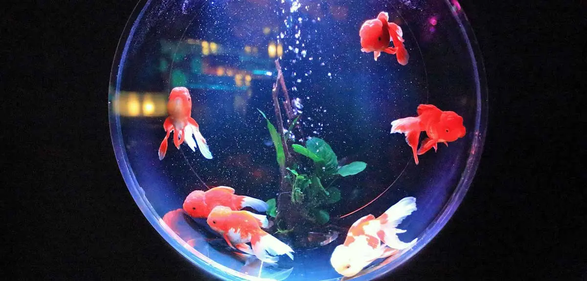flowerhorn fish bowl bubbles