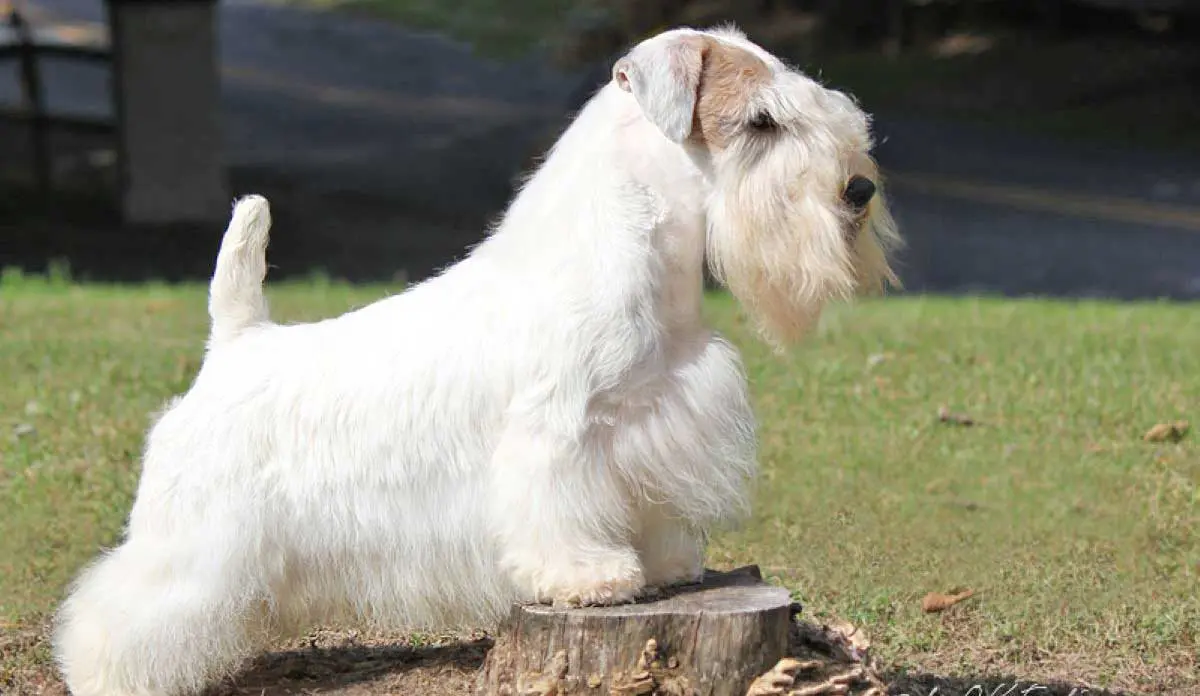sealyham terrier standing log white