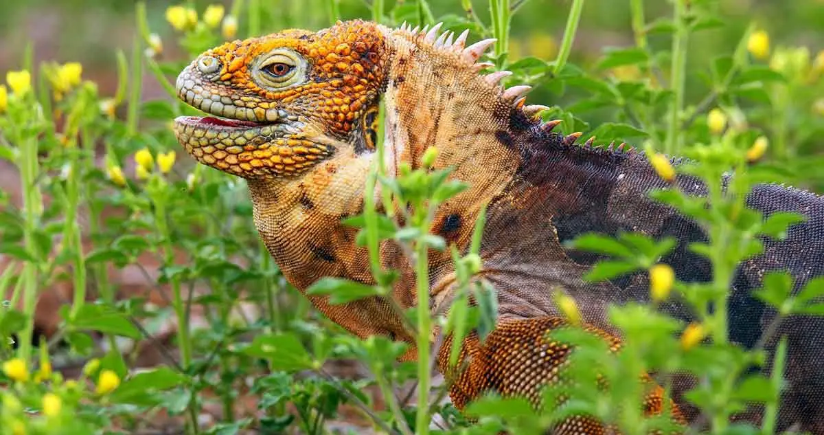 galapagos land iguana