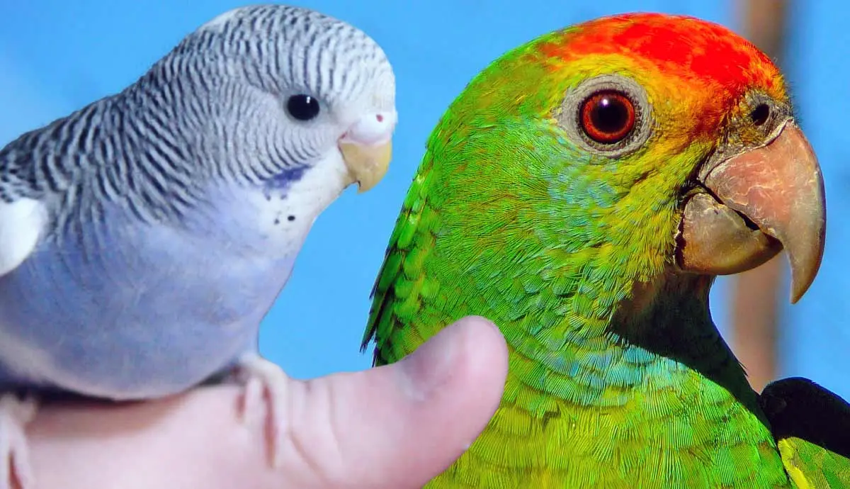 things to consider when choosing pet bird