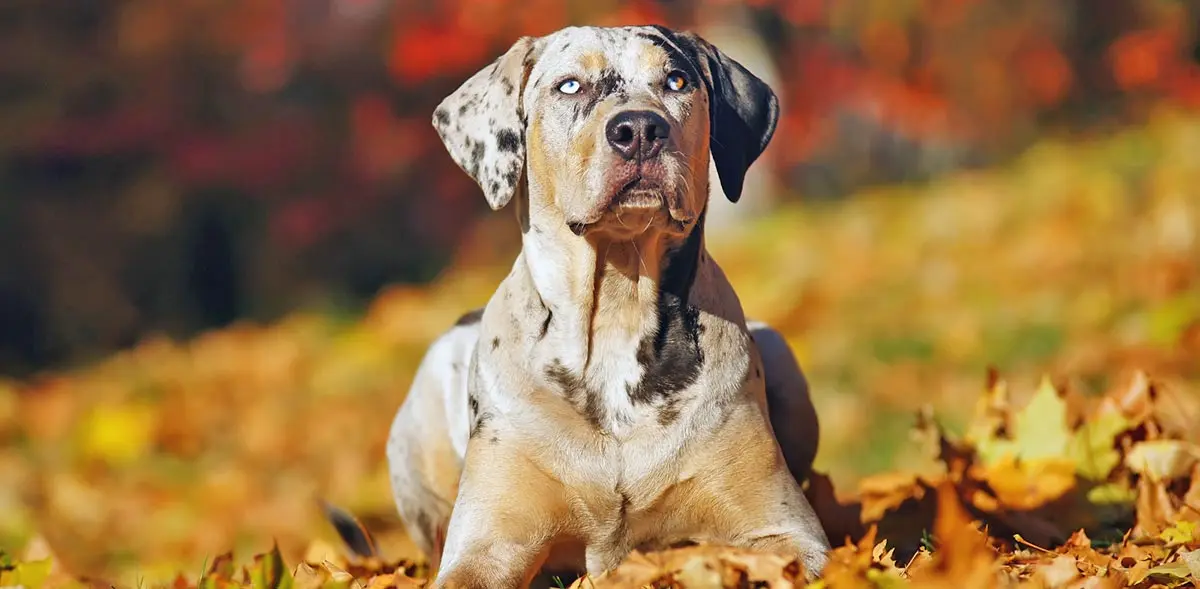 catahoula leopard dog laying in leaves