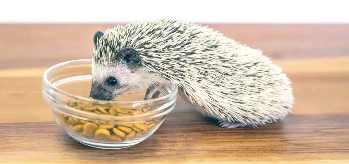 what do hedgehogs eat sprucepets