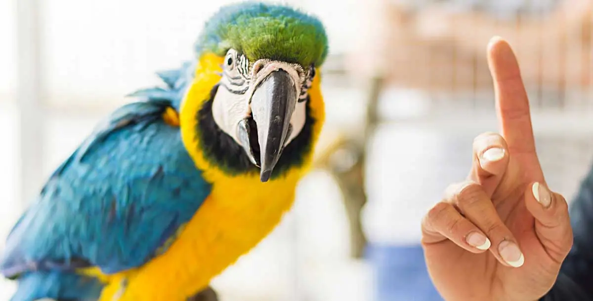 parrot with persons hand