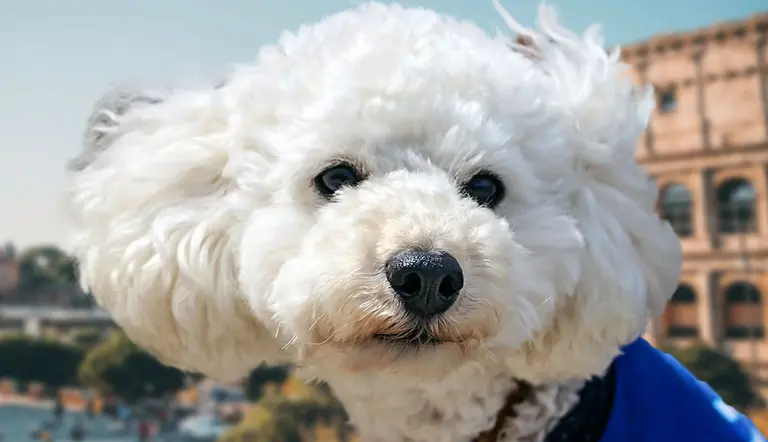 facts about the bella bolognese italy bichon companion