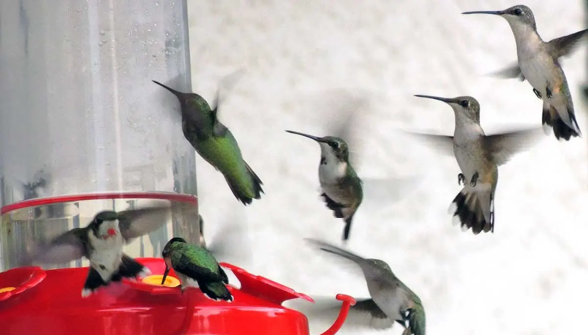 Charm of hummingbirds