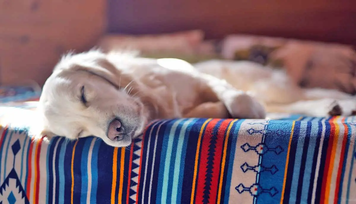 labrador dog laying on dog bed