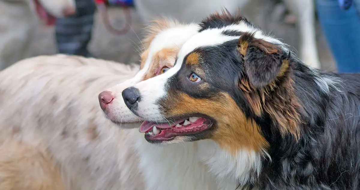 tricolor and red merle
