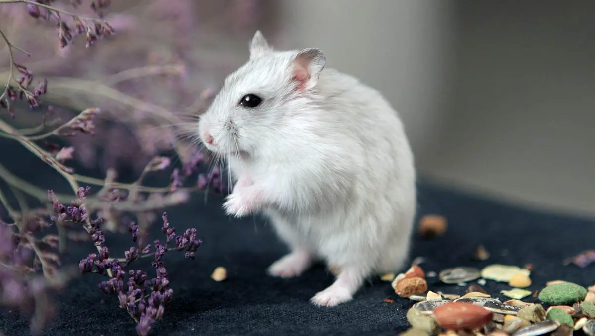 hamster stands with seeds