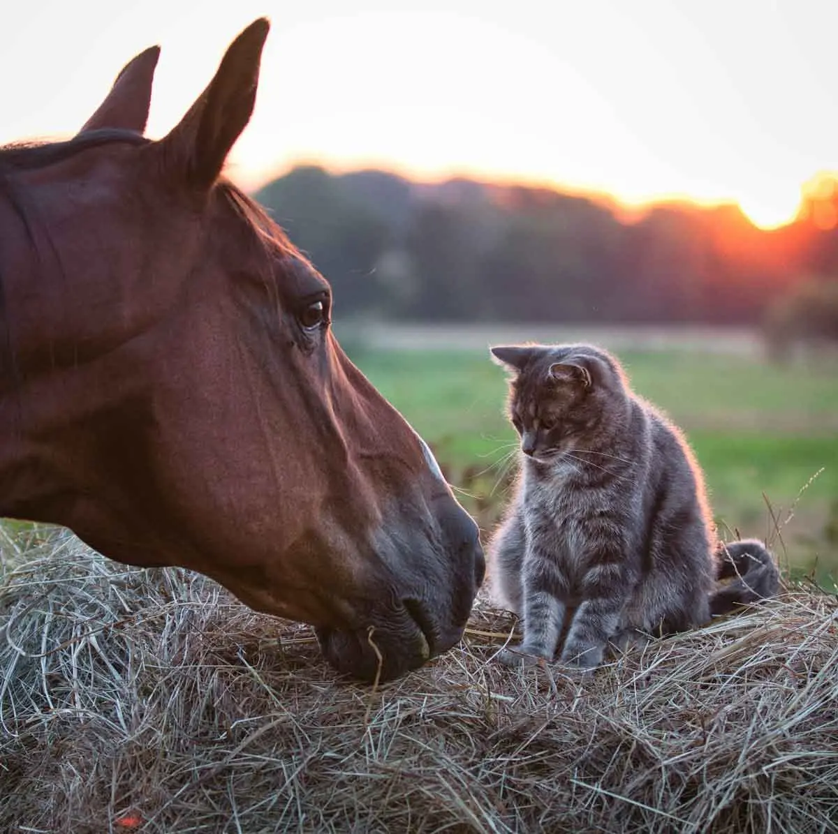 horse sniffing cat