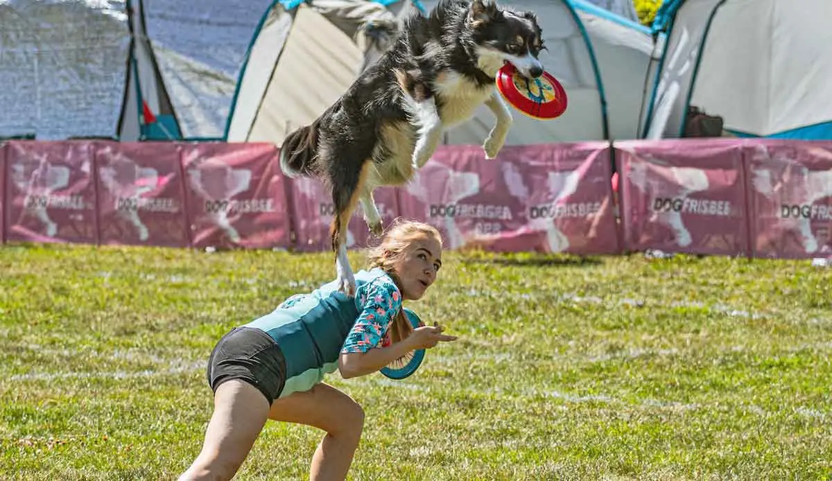 dog owner exercise frisbee