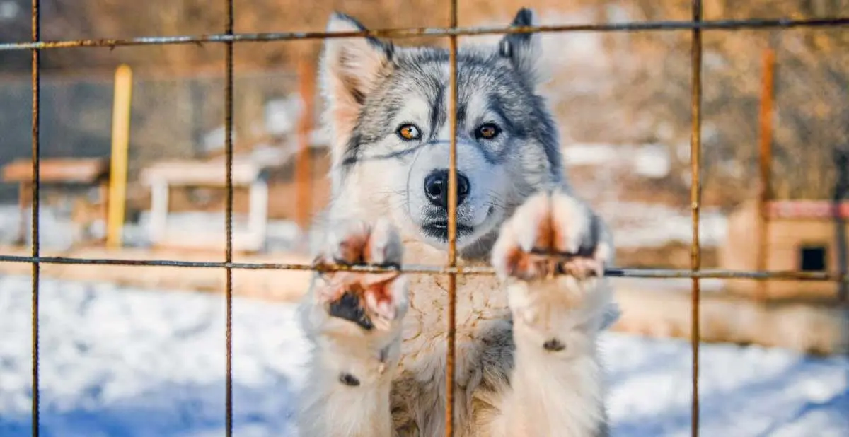Husky fence
