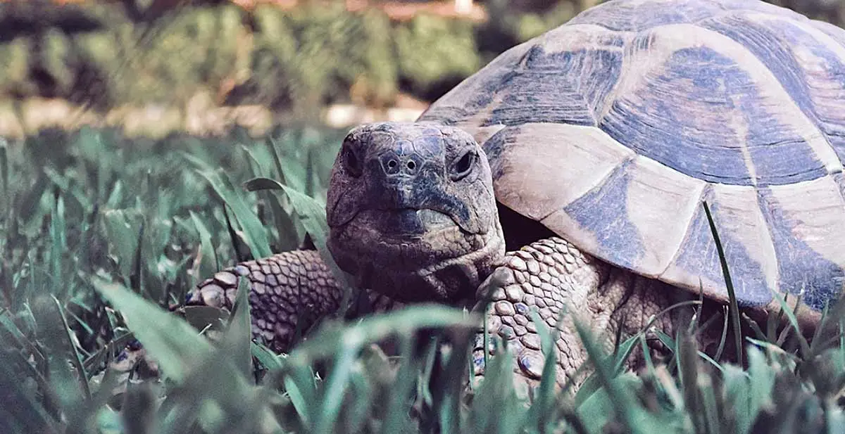 Copy of tortoise in garden