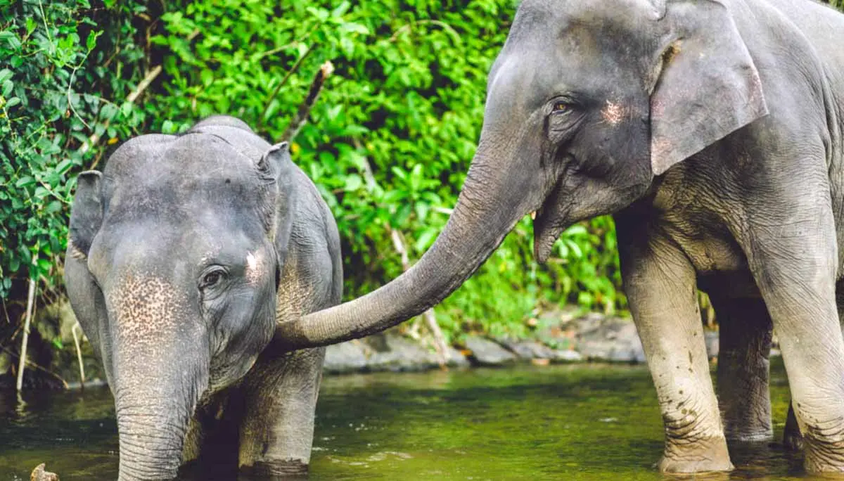 elephants in river