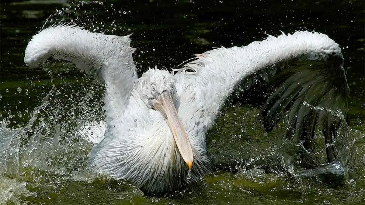 white pelican spreading its wings