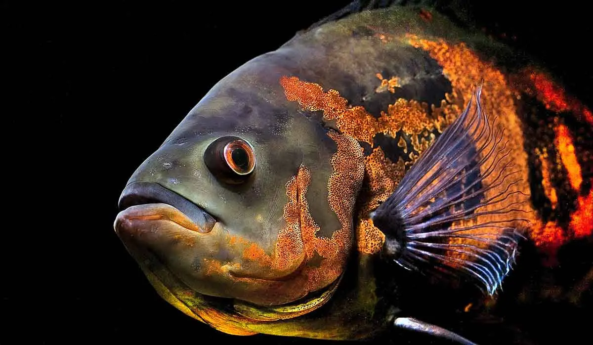 one orange black oscar fish
