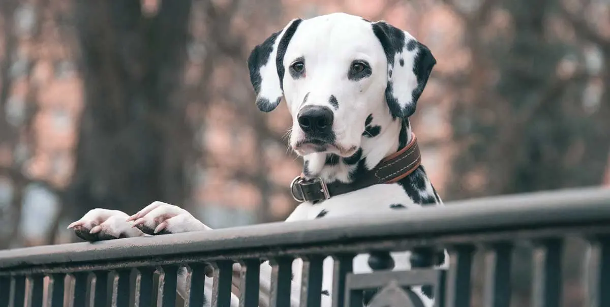 dalmatian standing with front paws on railing outdoors