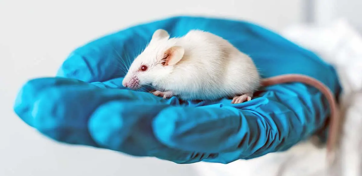 scientist holding mouse on hand
