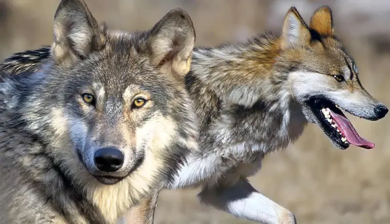 wolf species found in usa
