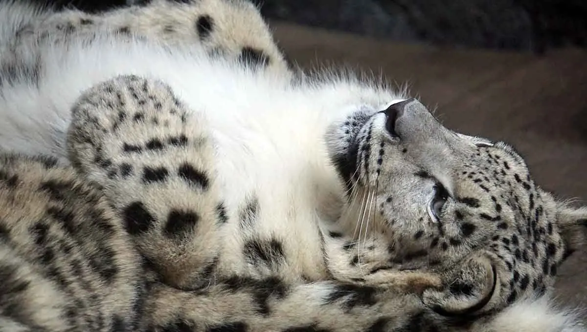 snow leopard lying on back exposing white belly