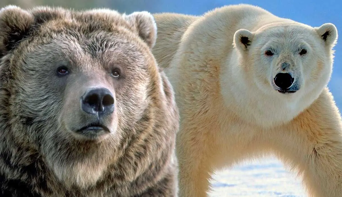 grizzly vs polar which bear would win