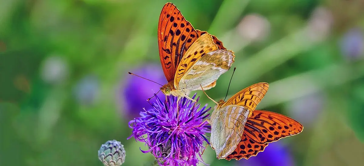 butterflies sitting on purple flower