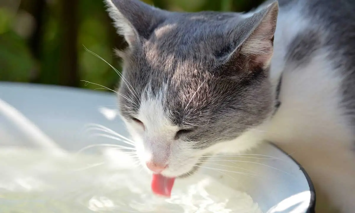 cat drinking from large ceramic water bowl