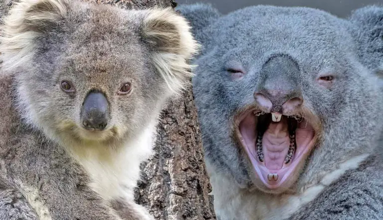 are koala bears dangerous