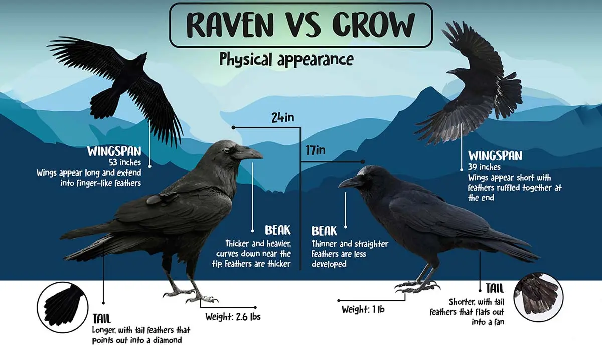 Raven vs Crow Physical appearance
