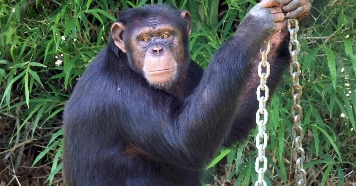 a chimp on a swing