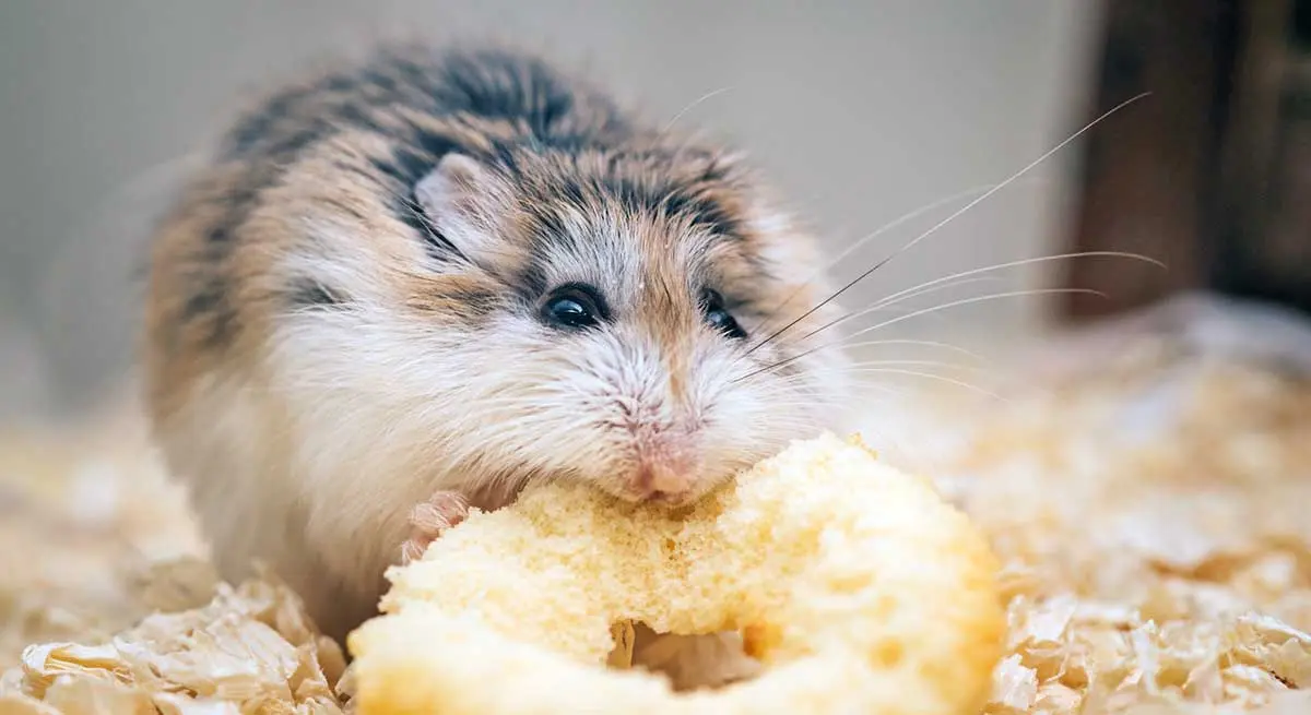 dwarf hamster eats